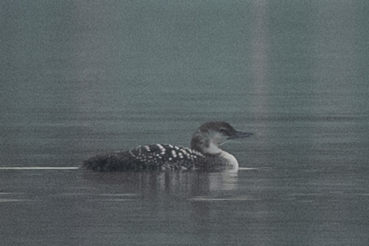 Common Loon - ML311836211