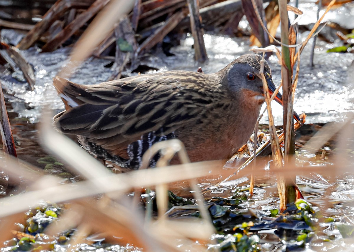 Virginia Rail - Robert Bochenek