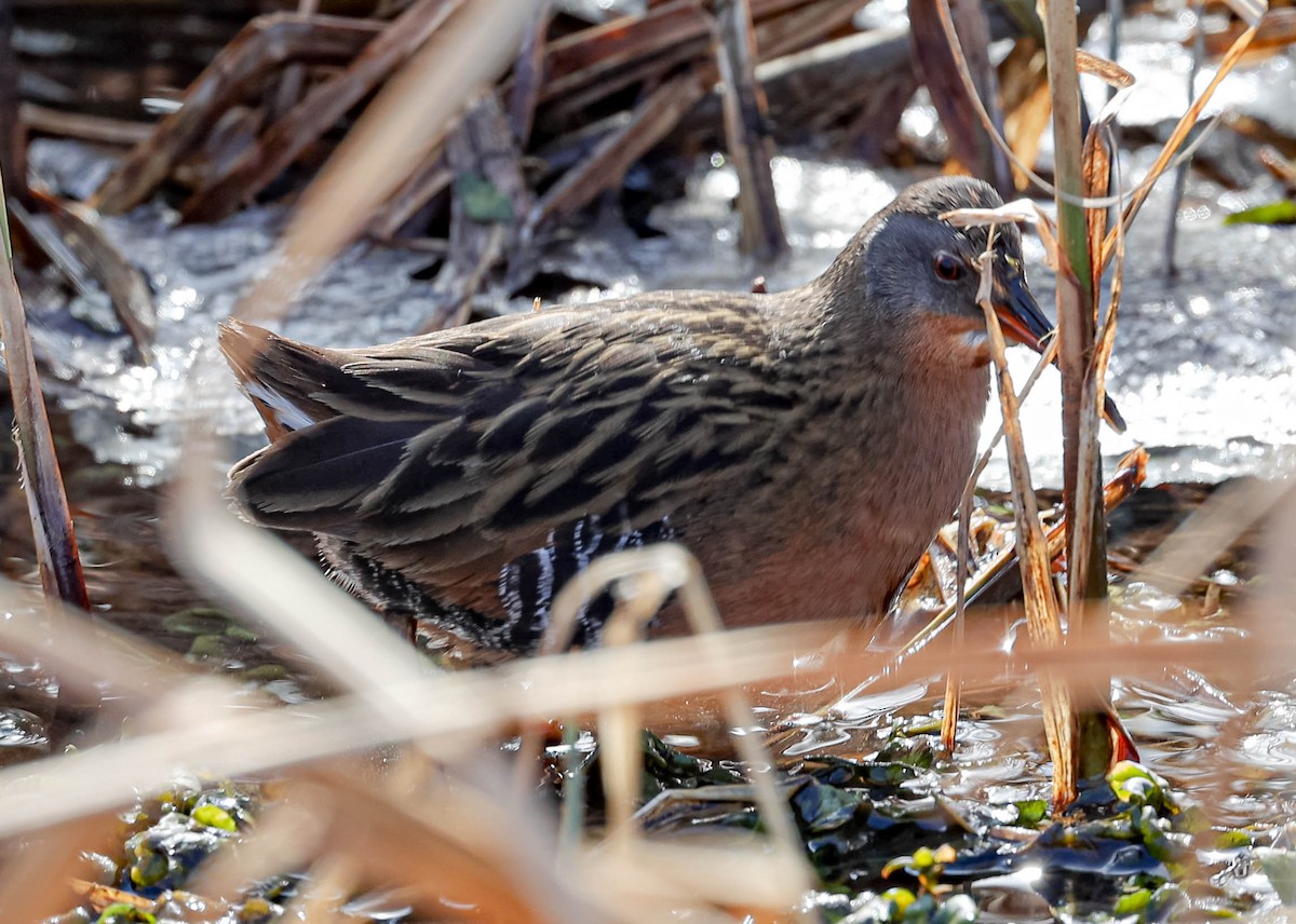 Virginia Rail - Robert Bochenek