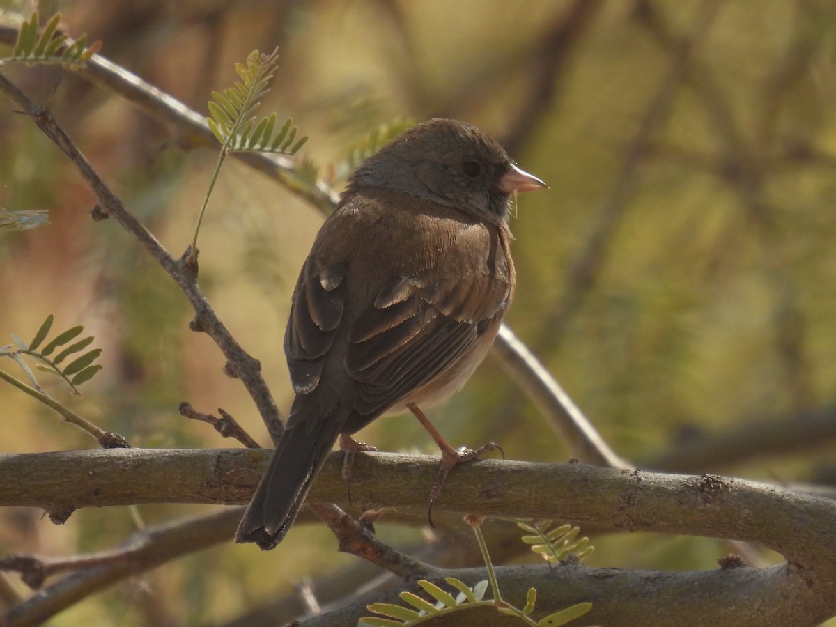 Dark-eyed Junco - ML311836761