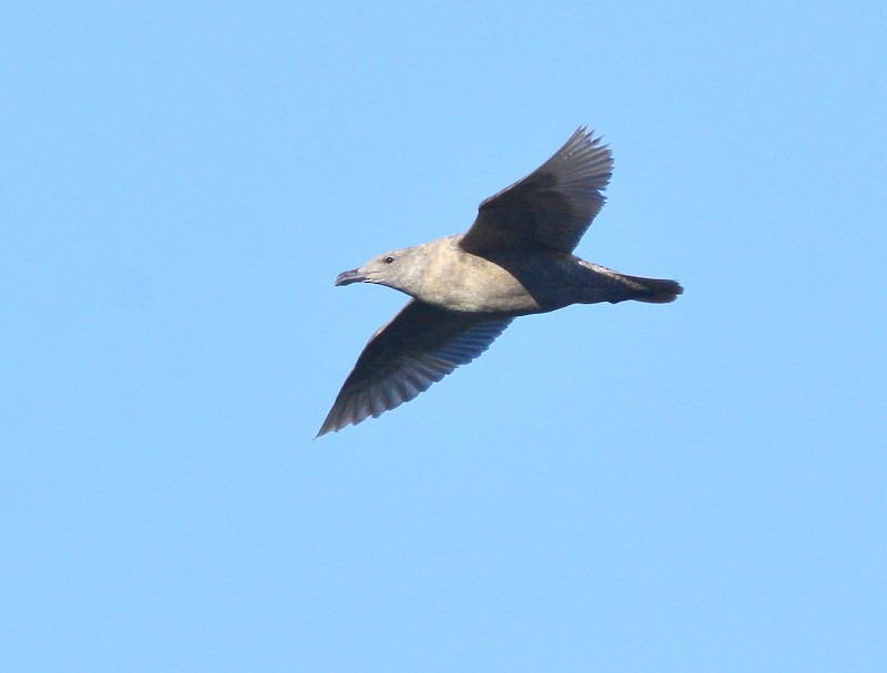 Glaucous-winged Gull - ML311836941