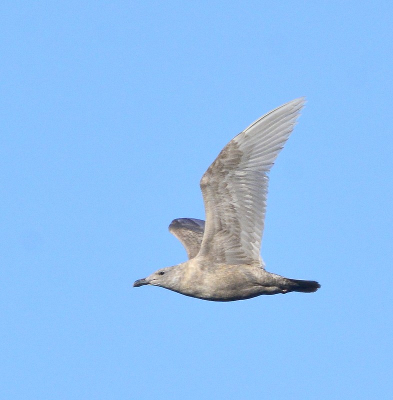 Glaucous-winged Gull - ML311836951