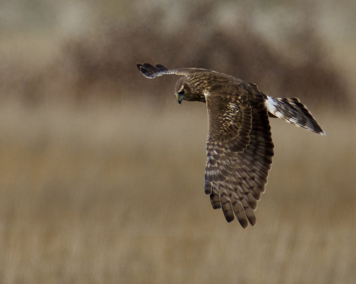 Northern Harrier - ML311837331