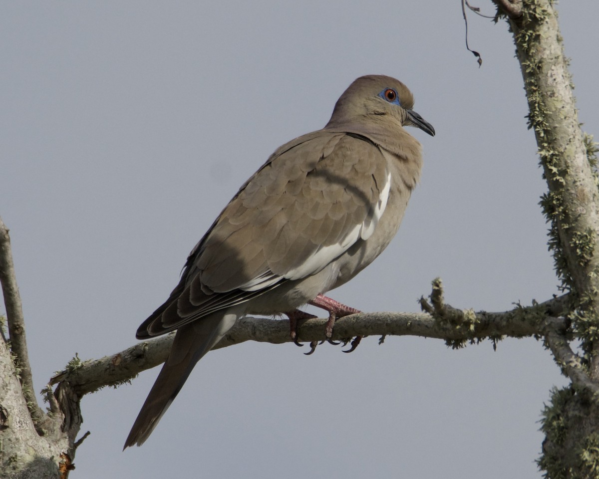 White-winged Dove - ML311838161