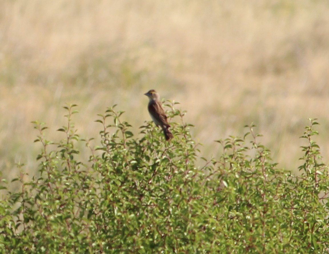 Dickcissel - ML31184011