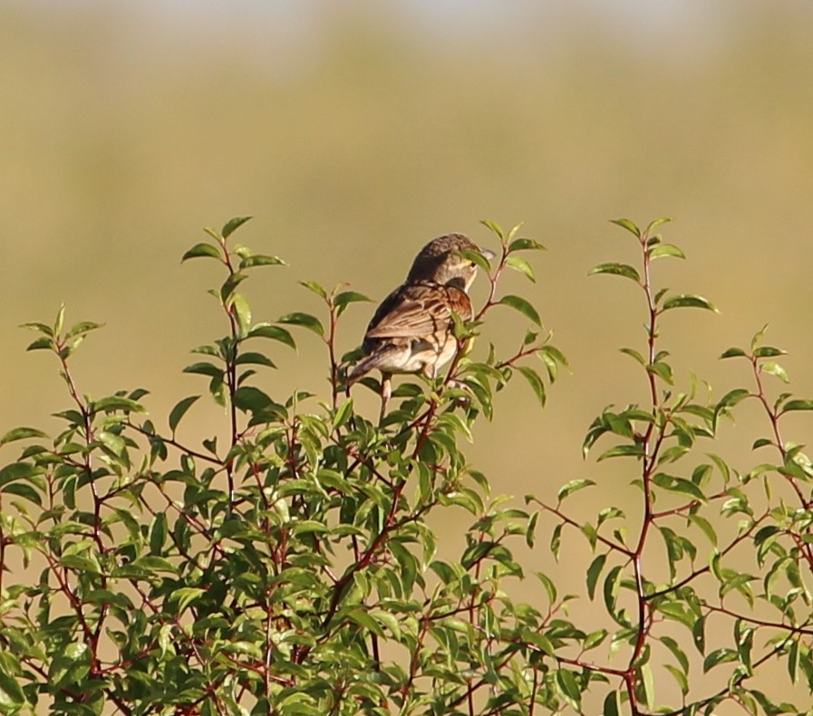 Dickcissel - ML31184031