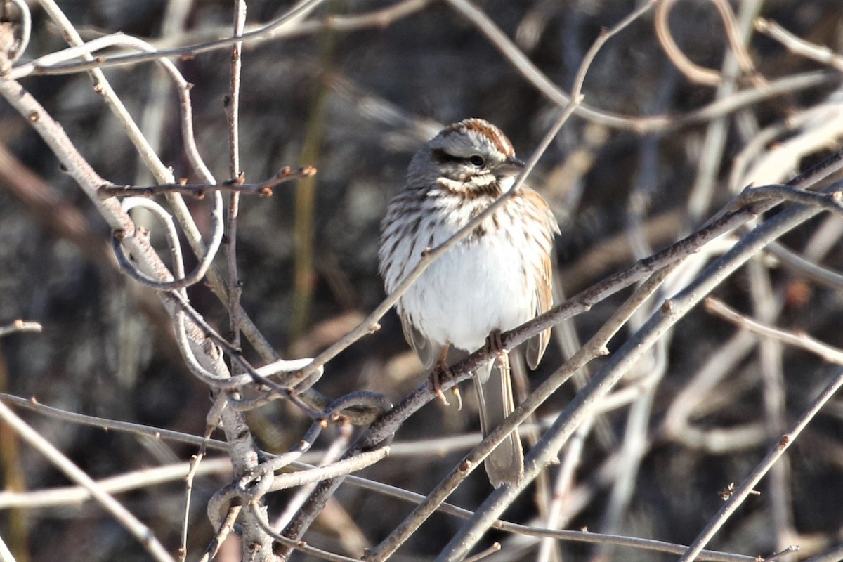 Song Sparrow - ML311840701