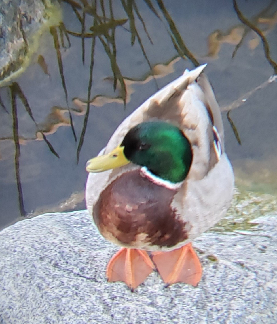 Canard colvert - ML311841481