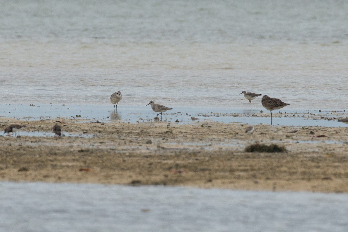 Great Knot - John C. Mittermeier