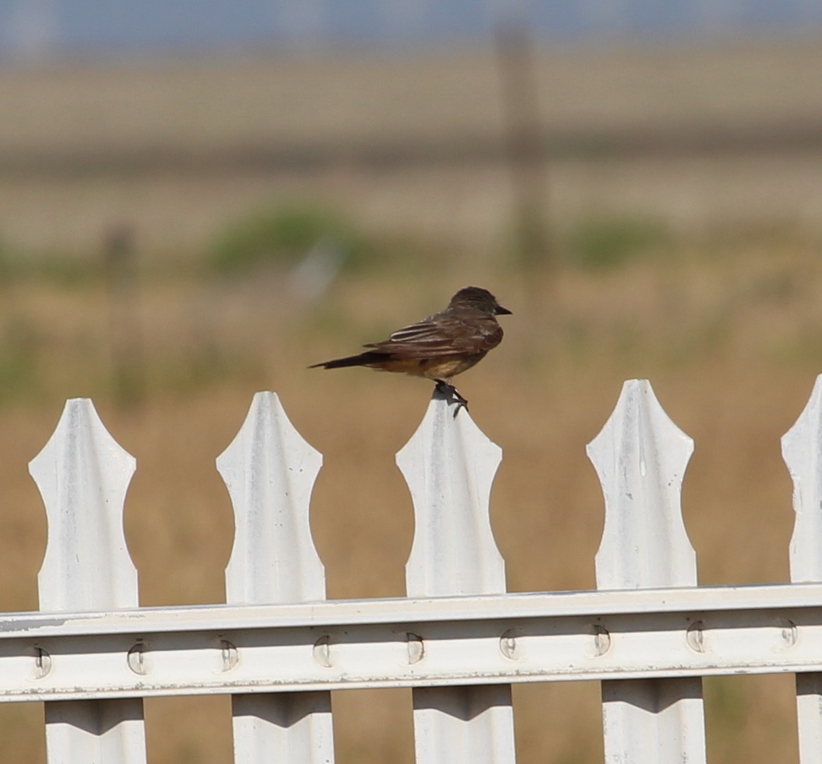 Say's Phoebe - ML31184241