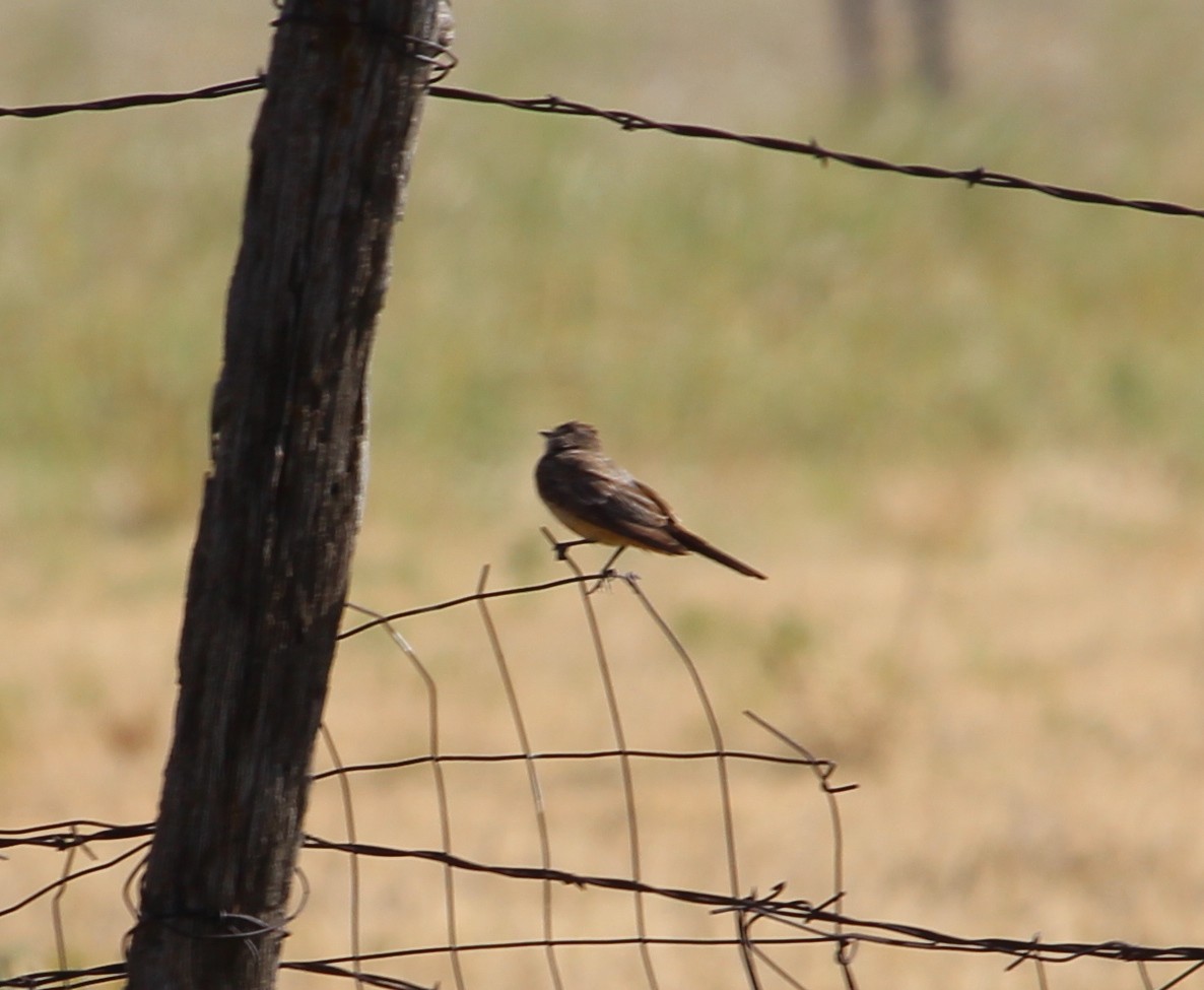 Say's Phoebe - ML31184261