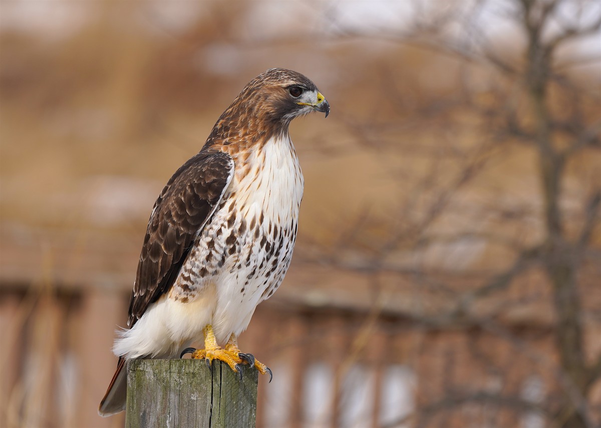 Red-tailed Hawk - Anne Bekker