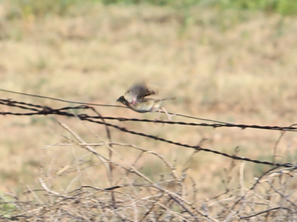 Grasshopper Sparrow - ML31184341