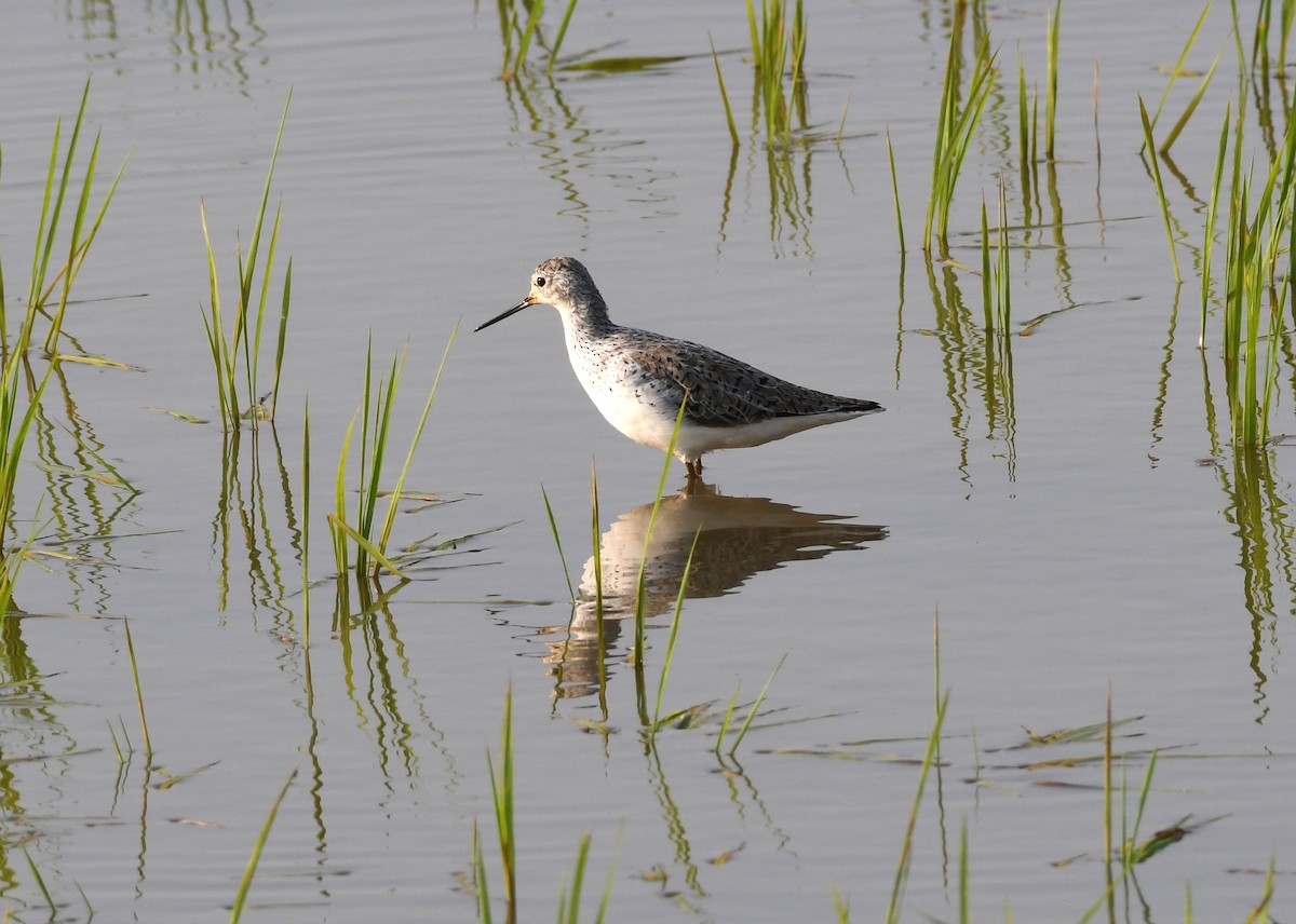 Marsh Sandpiper - ML311845071