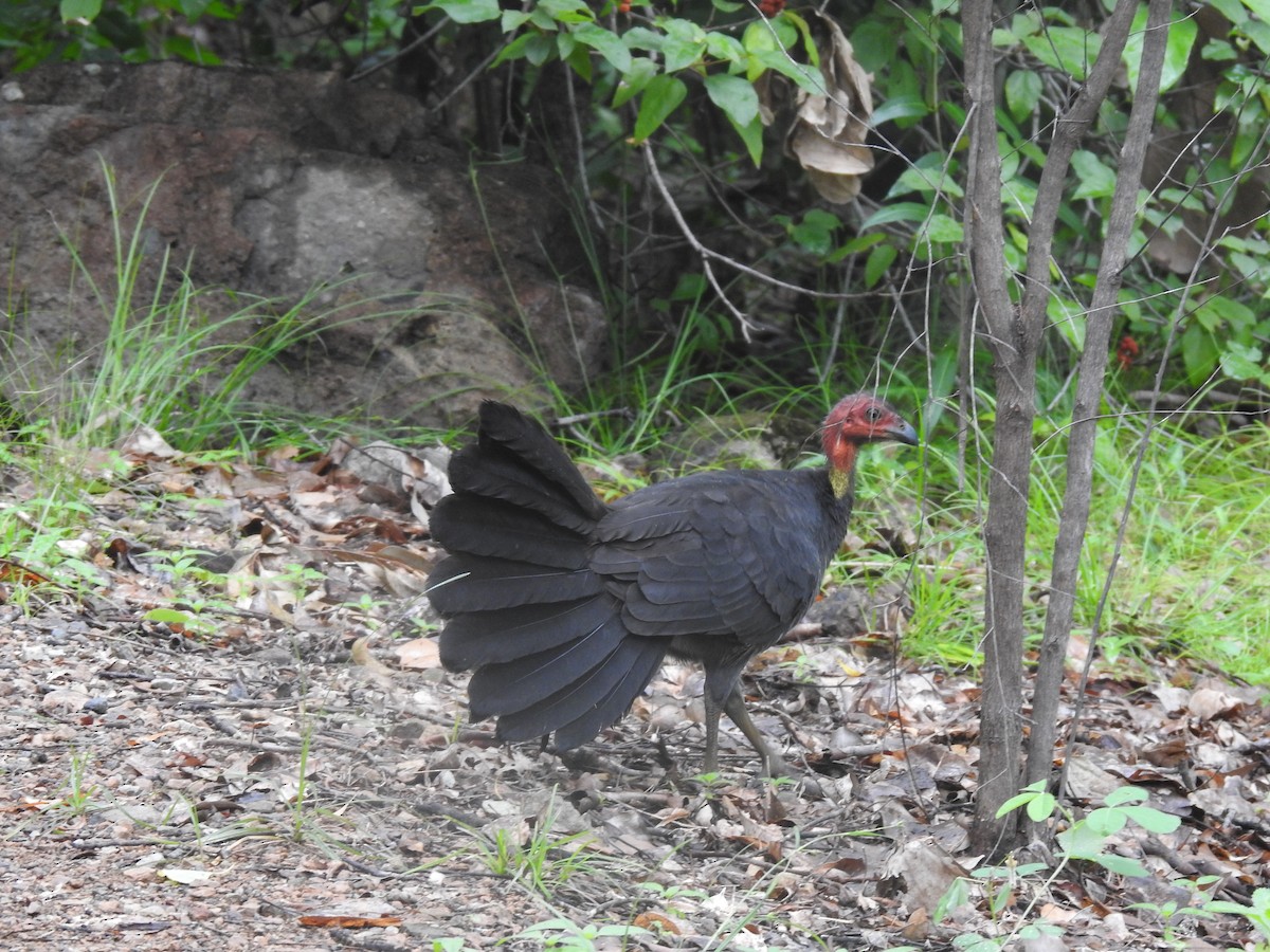 Australian Brushturkey - ML311845081