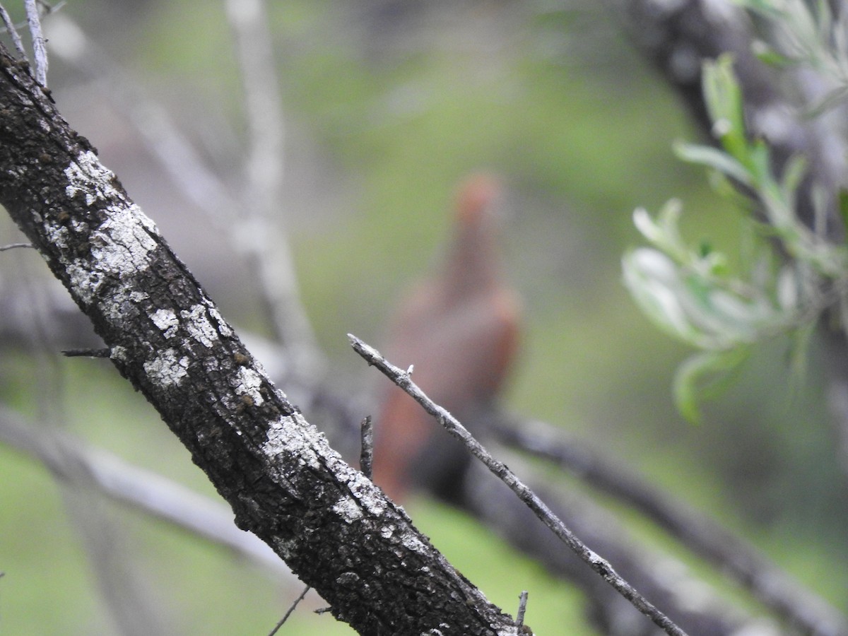 Brown Cuckoo-Dove - Mark Tarnawski