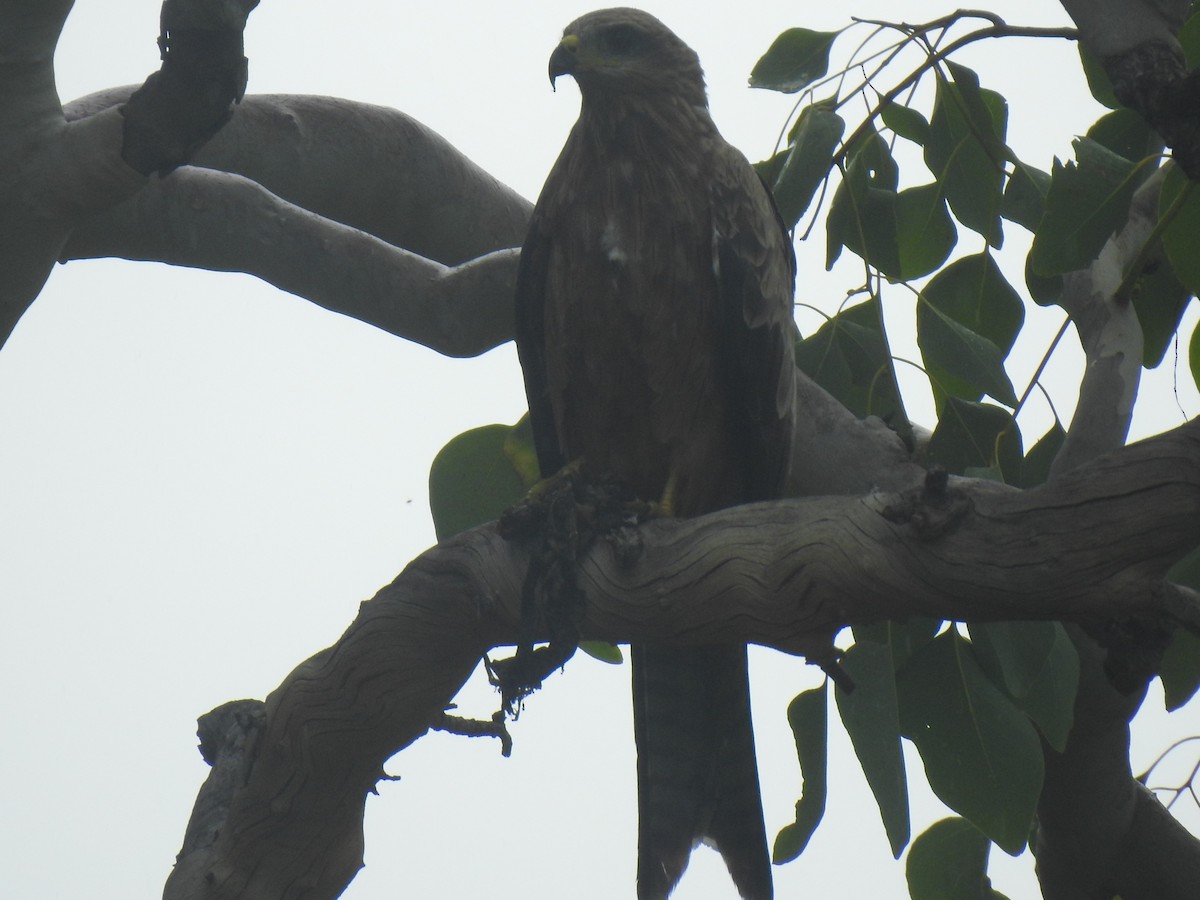 Black Kite - ML311845331