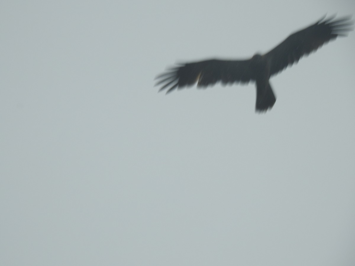 Whistling Kite - Mark Tarnawski