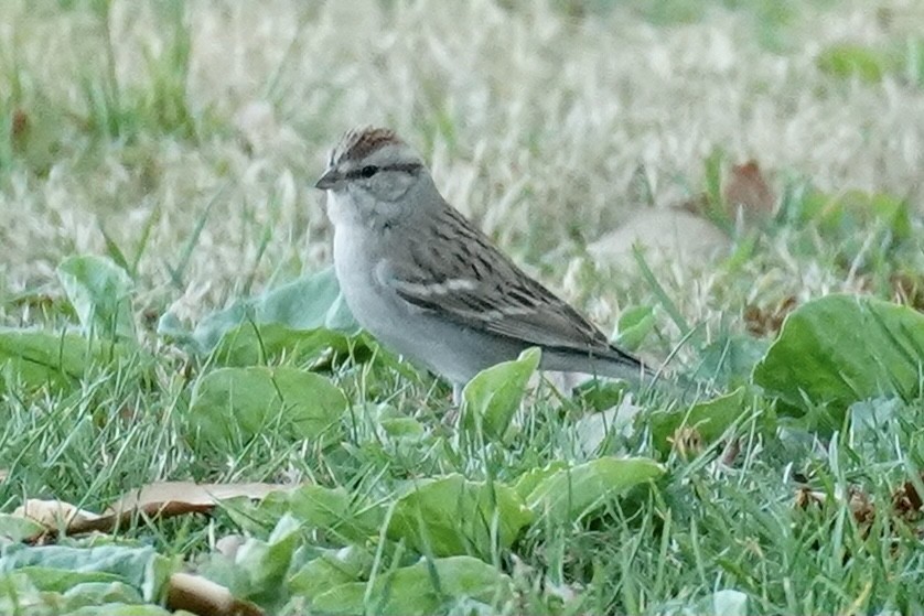Chipping Sparrow - ML311846531