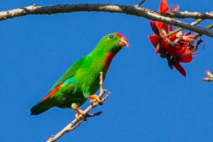 Philippine Hanging-Parrot - ML311846731