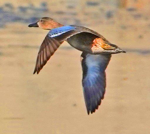 Blue-winged Teal - lynda fenneman