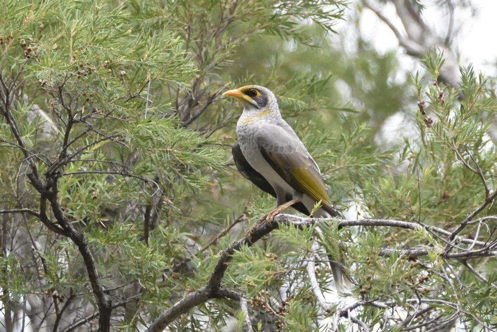 Yellow-throated Miner - ML311849571