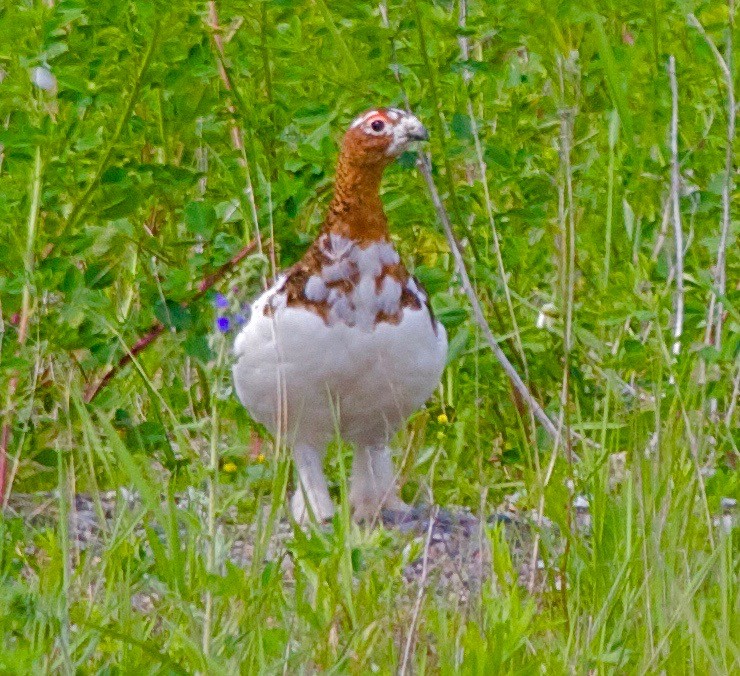 Willow Ptarmigan - ML31185011