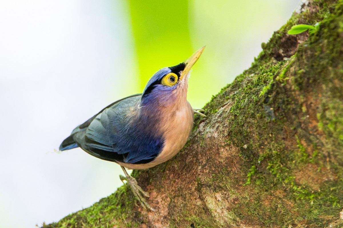 Sulphur-billed Nuthatch - ML311850421