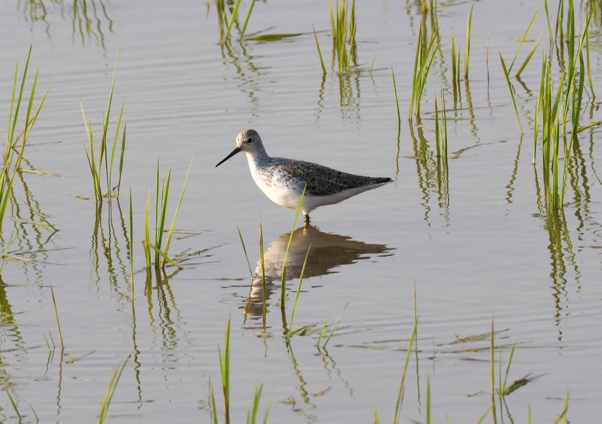 Marsh Sandpiper - ML311851161