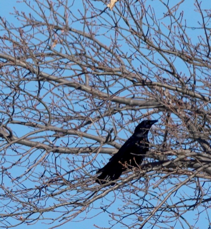 American Crow - ML311851791