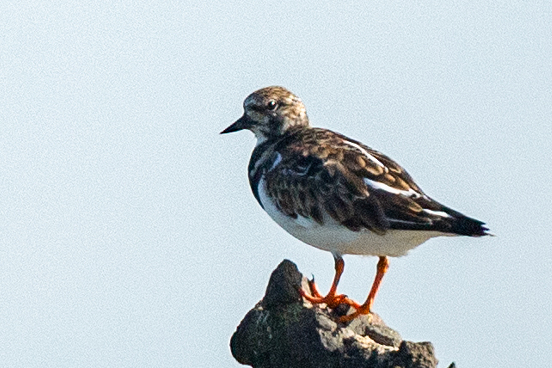 Ruddy Turnstone - ML311852091