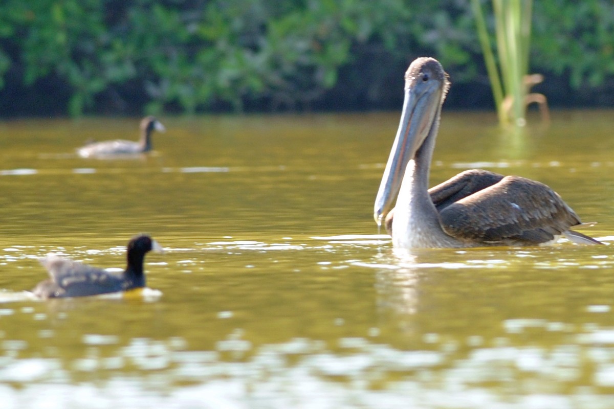 American Coot - ML311852251