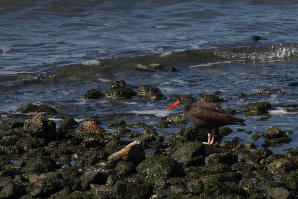Black Oystercatcher - ML311852871