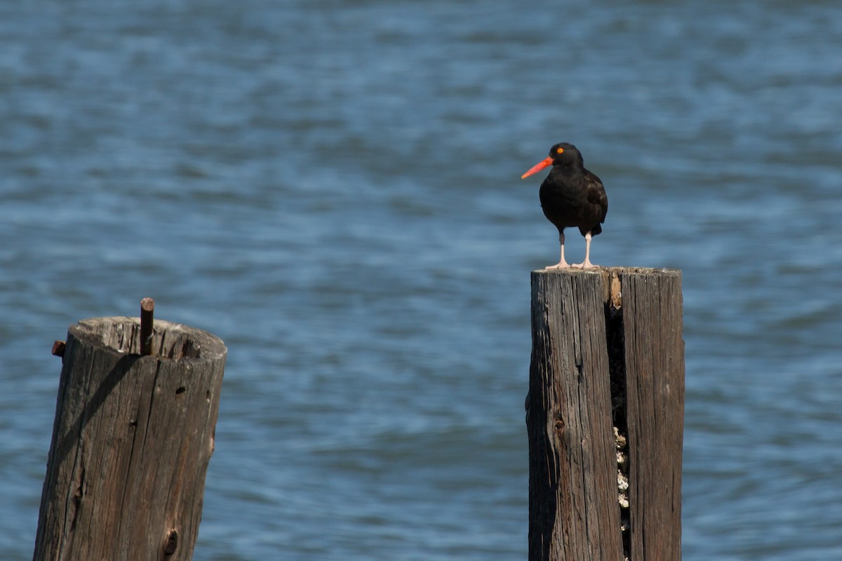 Black Oystercatcher - ML311852901