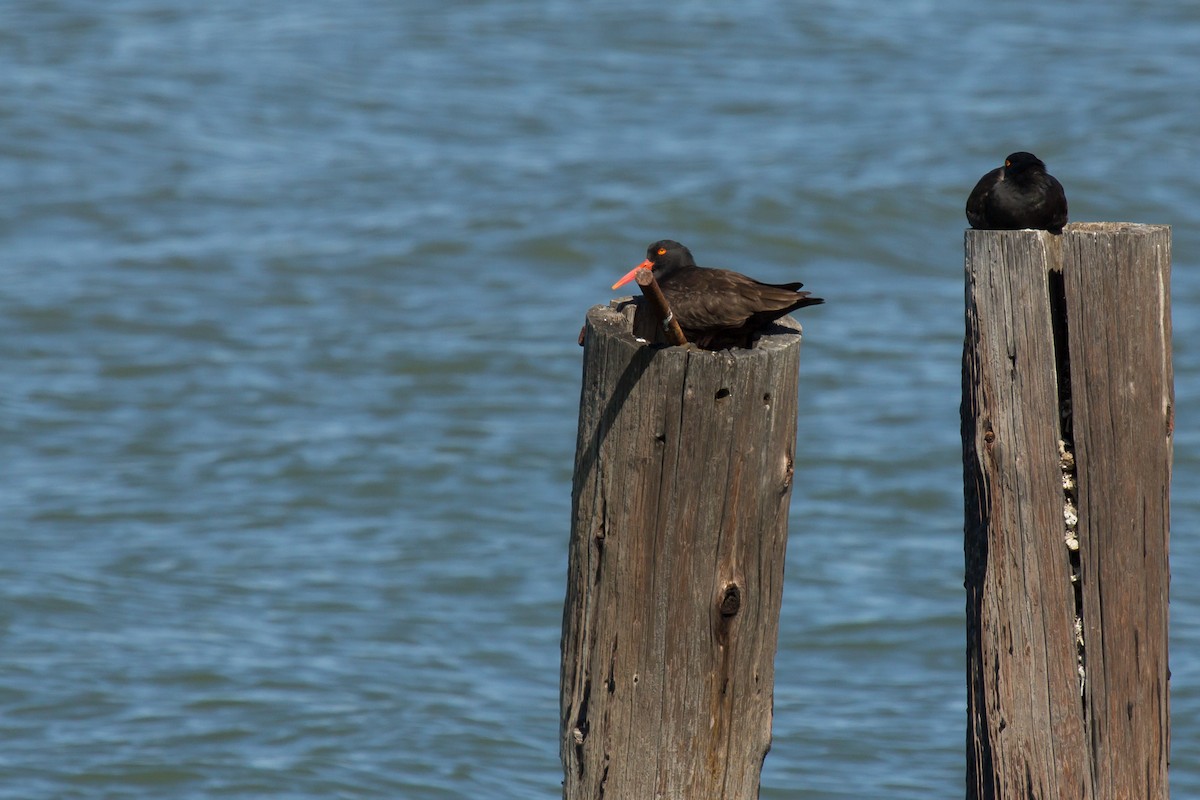 Black Oystercatcher - ML311852921