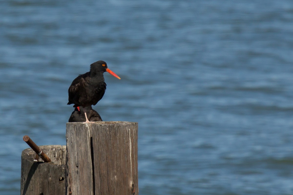 Black Oystercatcher - ML311853031