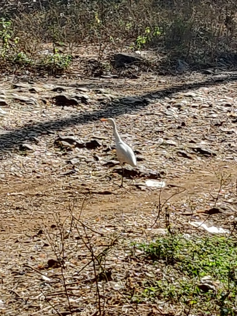 Great Egret - Roshan James