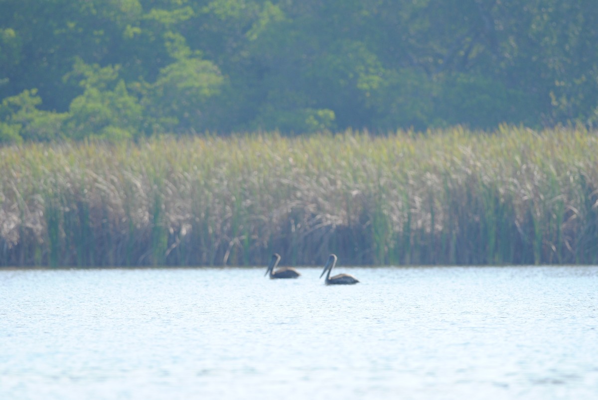 Brown Pelican - Jean Needham