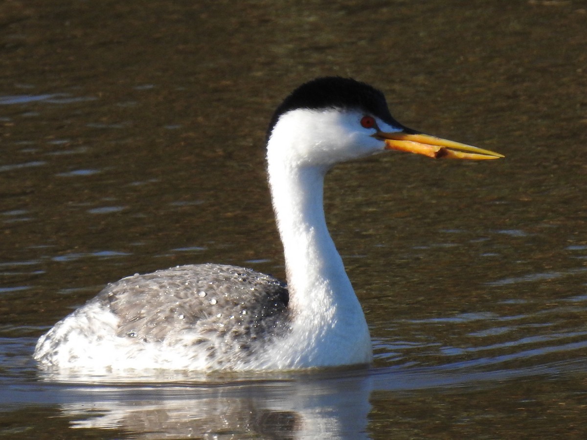 Clark's Grebe - ML311855081