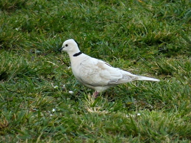 African Collared-Dove - ML311855091