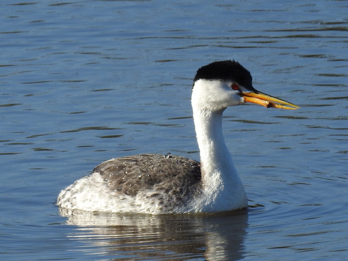 Clark's Grebe - ML311855111