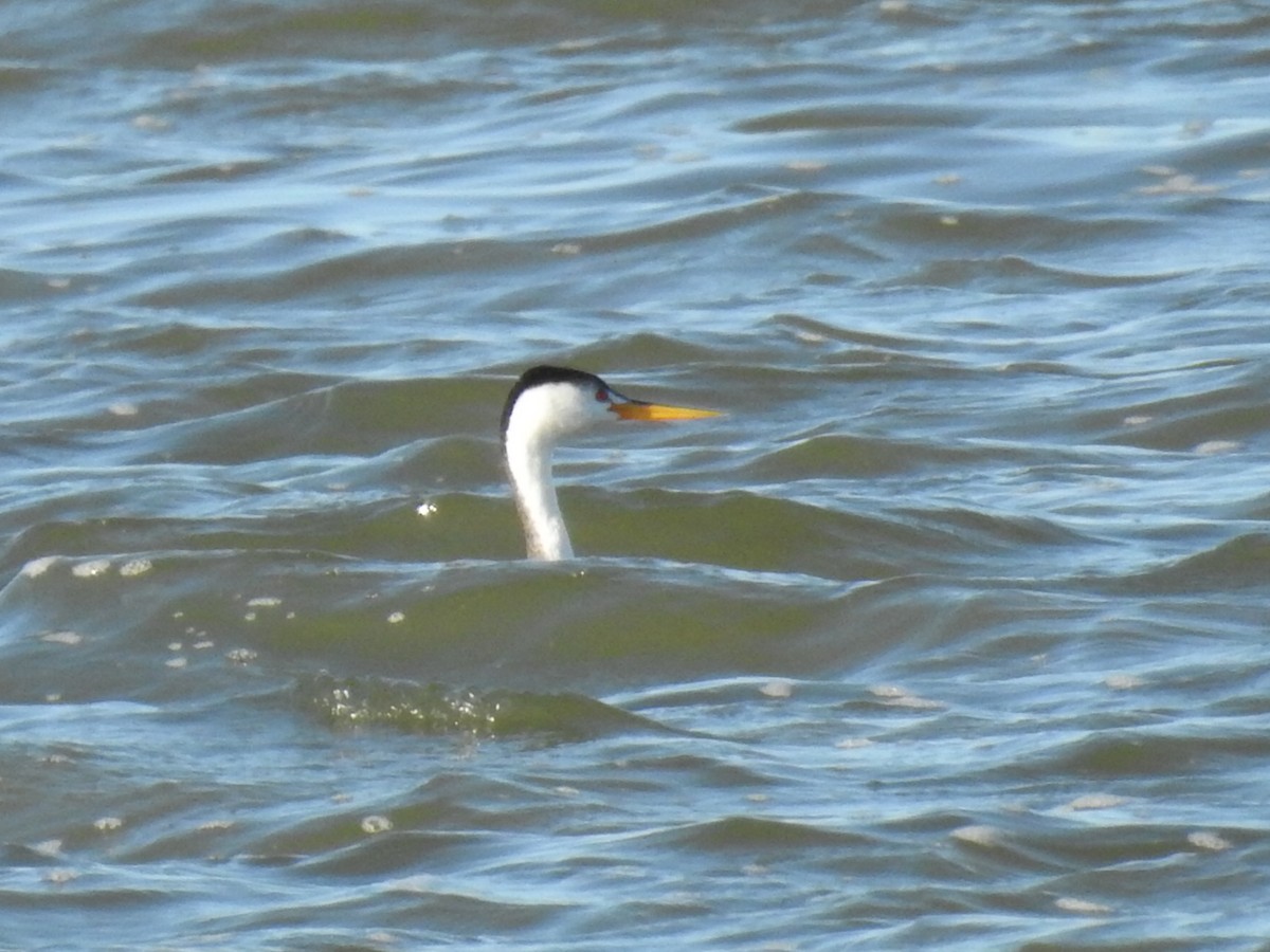 Clark's Grebe - ML311855121