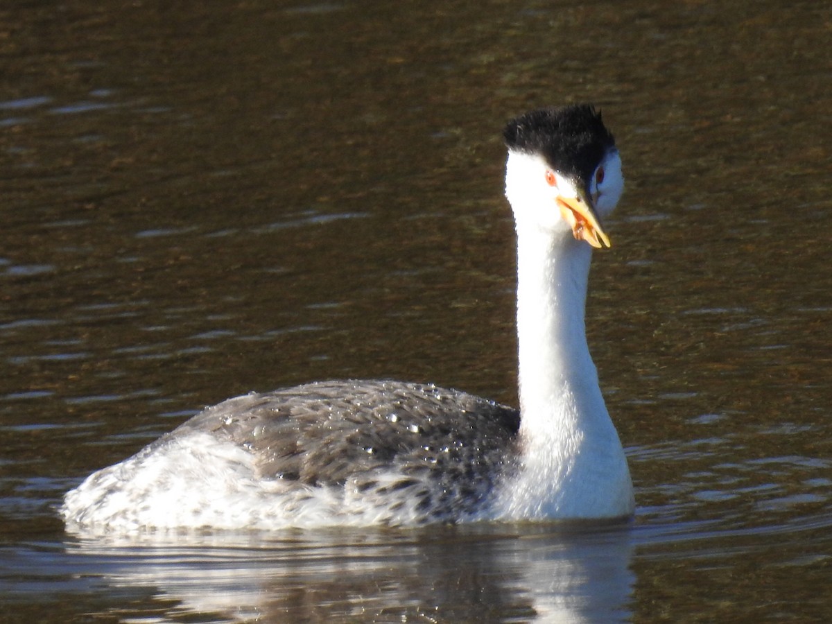 Clark's Grebe - ML311855141