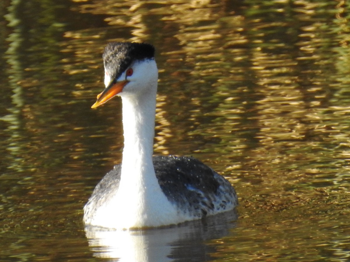 Clark's Grebe - ML311855151