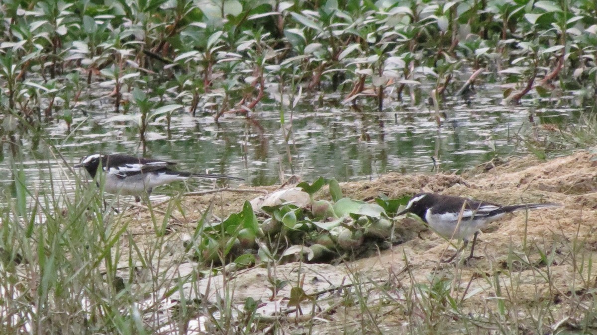 White-browed Wagtail - ML31185601