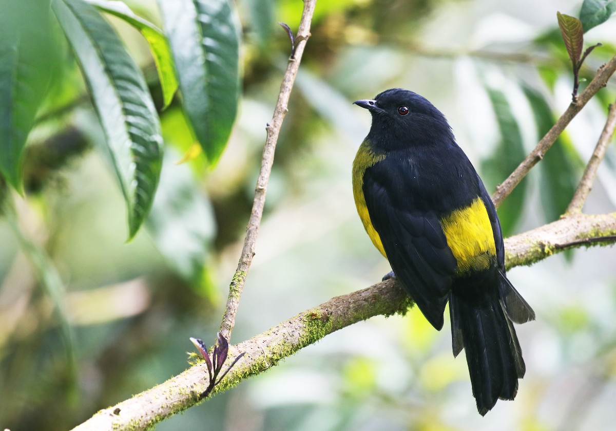 Black-and-yellow Silky-flycatcher - Andrew Spencer