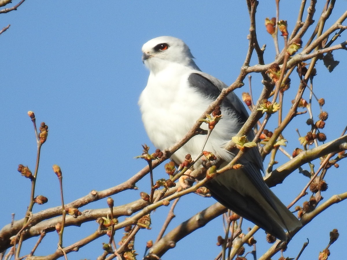 White-tailed Kite - Aidan Brubaker