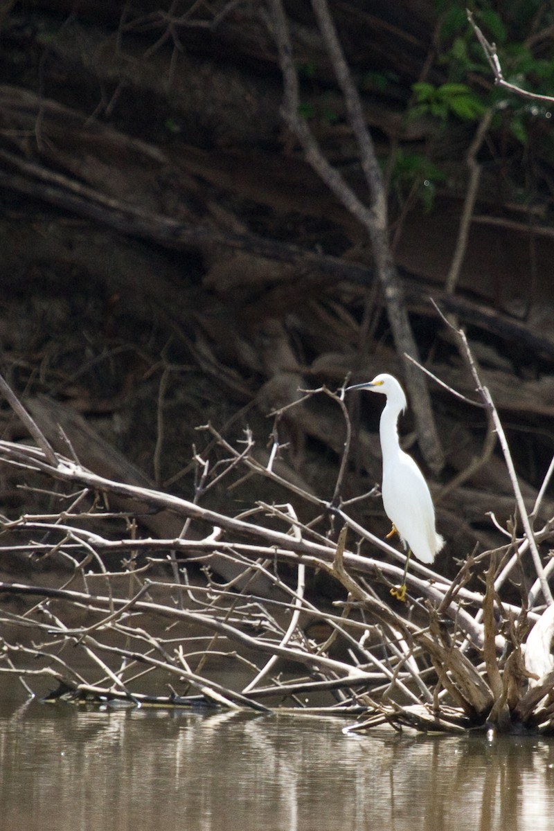 Snowy Egret - ML311860051