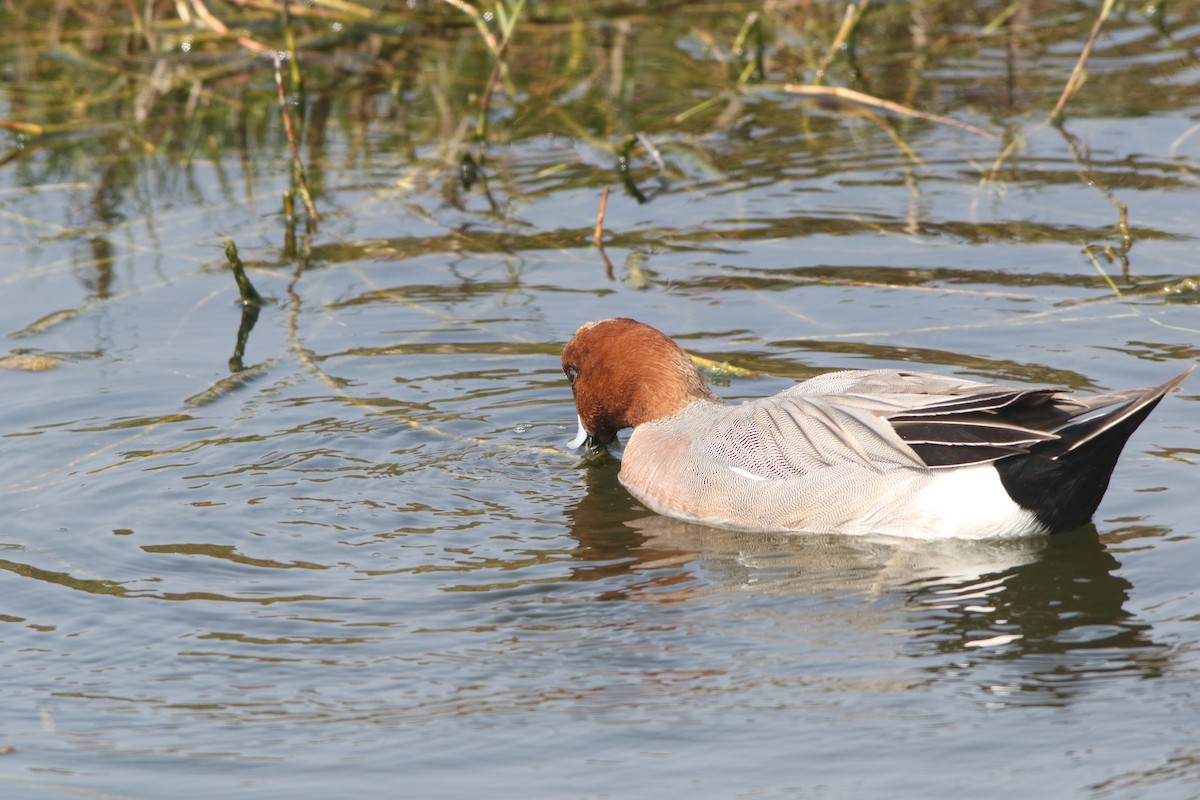 Eurasian Wigeon - 舜昌 蕭