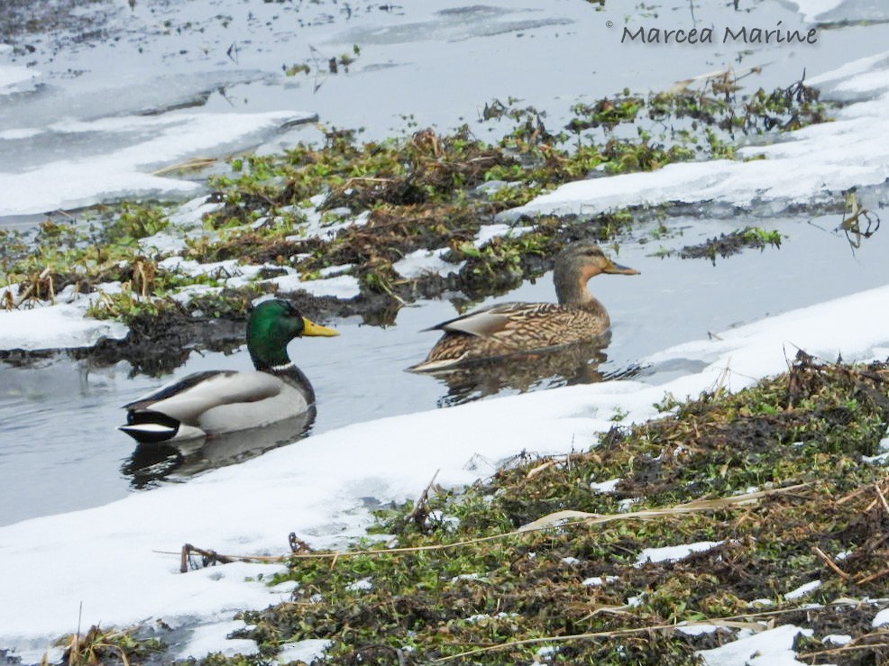 Mallard - Marcea Marine